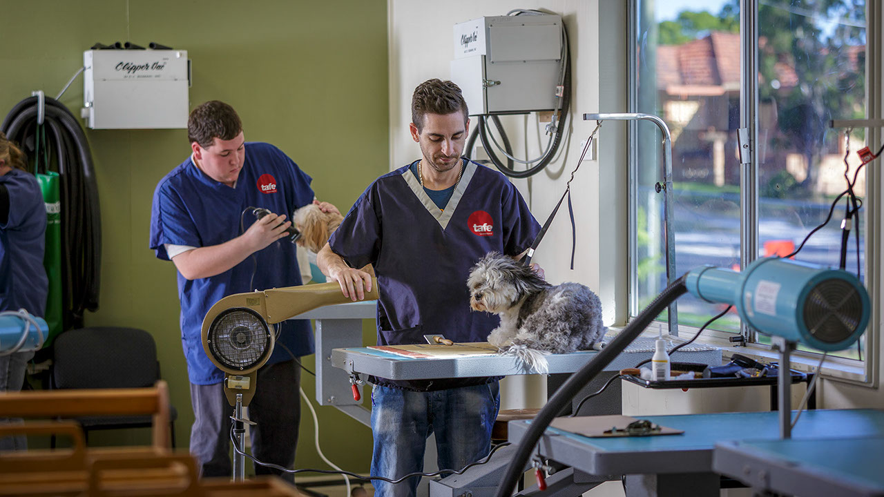 TAFE Queensland pet grooming salon for animal studies students